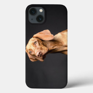 Case-Mate iPhone Case Chien Beagle Brown animal