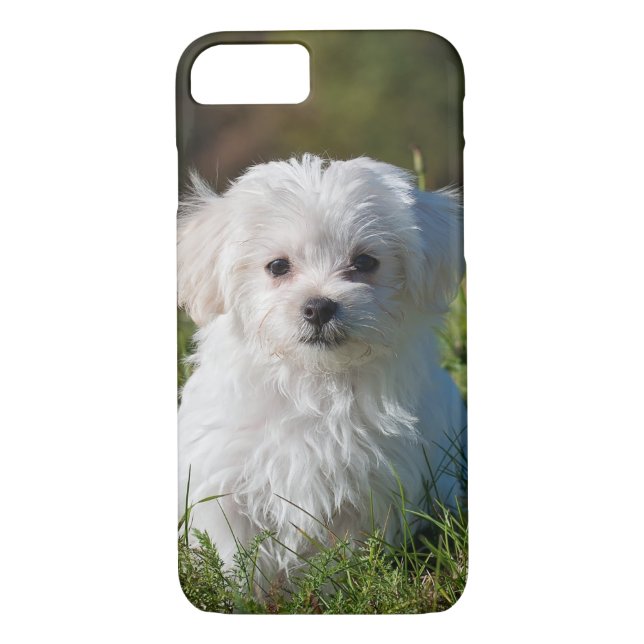 Coques Case-Mate iPhone Chien chiot maltais blanc mou (Dos)