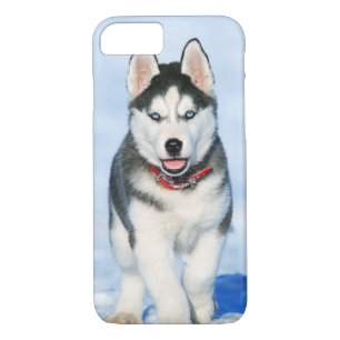 Case-Mate iPhone Case Chien coquelicot de Sibérie à la neige