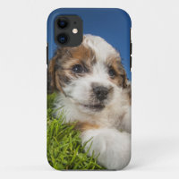 Chien de chiot mou (Shitzu)