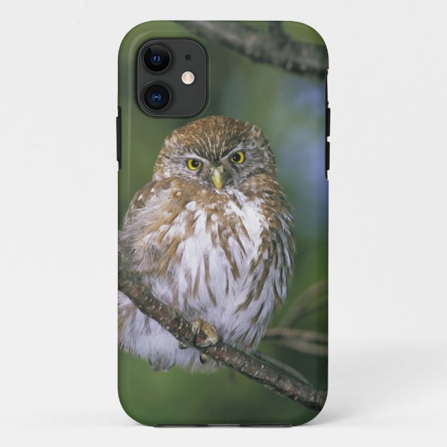 Coques Case-Mate iPhone Chili, Aysen. Jeune Chevêchette australe (Dos)