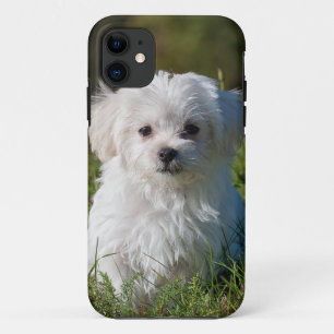 Coques Pour iPhone chiot blanc en parc