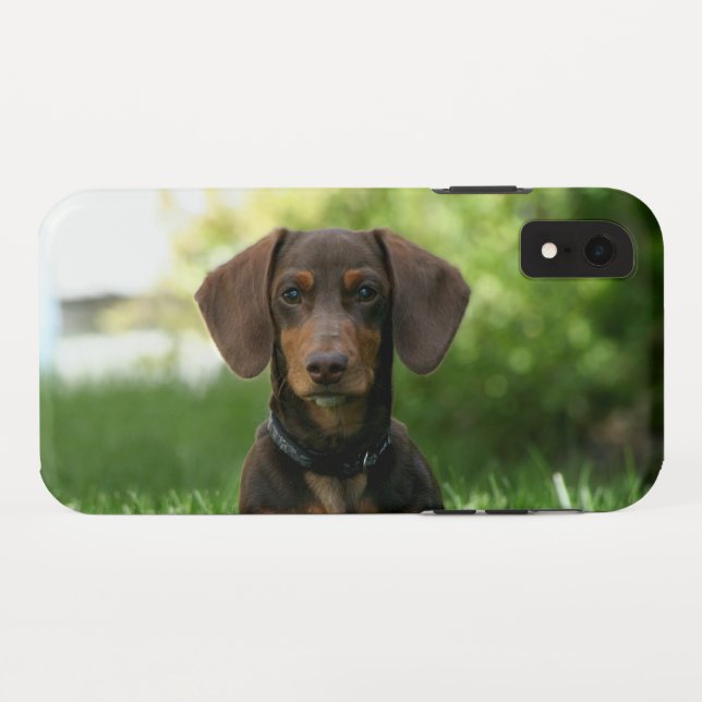 Coques Case-Mate iPhone Chiot Brown Dachshund (Dos (Horizontal))
