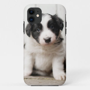 Coque iPhone 11 Chiot de border collie