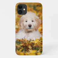 Chiot De Goldendoodle En Feuilles D'Automne