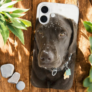 Coques iPhone 16 Plus Chocolat arrosé de neige au Labrador