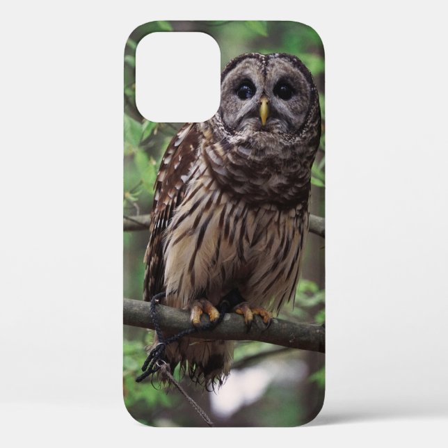 Coques Case-Mate iPhone Chouette rayée (Verso)