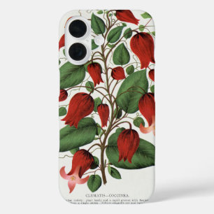 Coque Pour iPhone 16 Clematis Coccinea Vintage Fleur Rouge Art