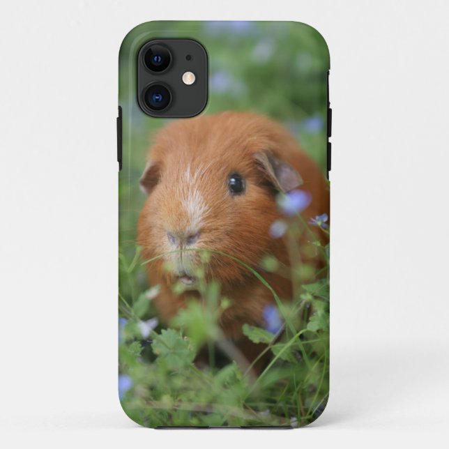 Coques Case-Mate iPhone Cobaye câlin mignon de gingembre dehors sur (Dos)