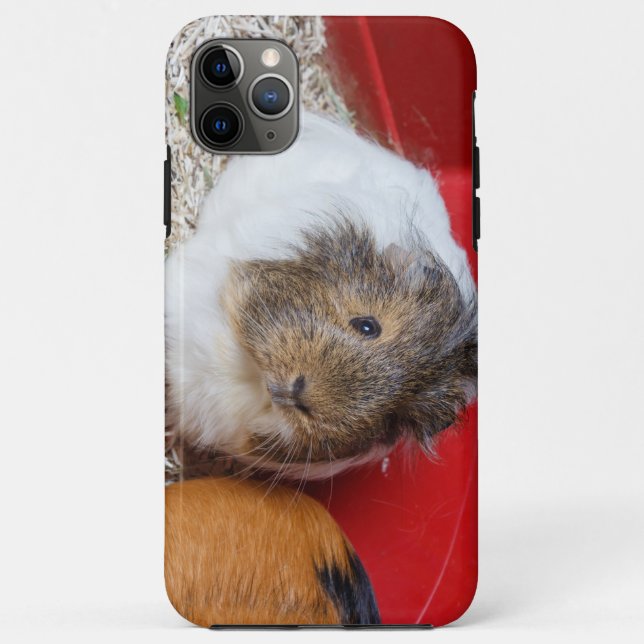 Coques Case-Mate iPhone Cochon de Guinée dans une cage (Dos)