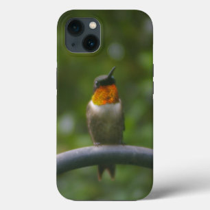 Case-Mate iPhone Case Colibri