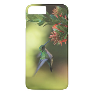 Etui iPhone Case-Mate Colibri