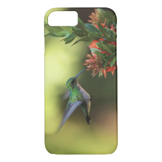 Coque Case-Mate Pour iPhone Colibri