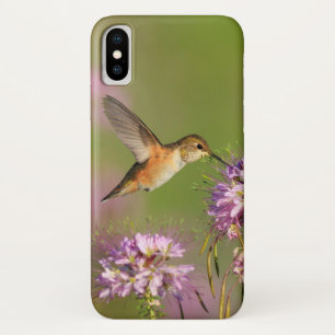 Coques Pour iPhone Colibri