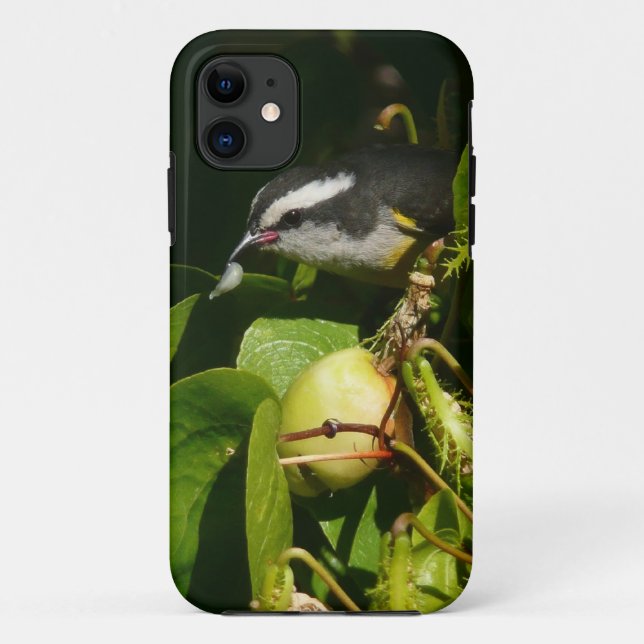 Coques Case-Mate iPhone Colibri à gorge blanche mangeant Photographie trop (Dos)