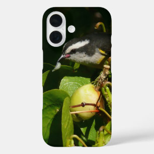 Coque Pour iPhone 16 Colibri à gorge noire mangeant Photographie tropic