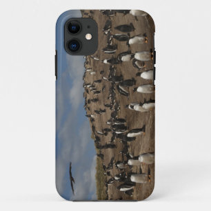 Coques Pour iPhone Colonie de manchots papous (Pygoscelis papua) sur