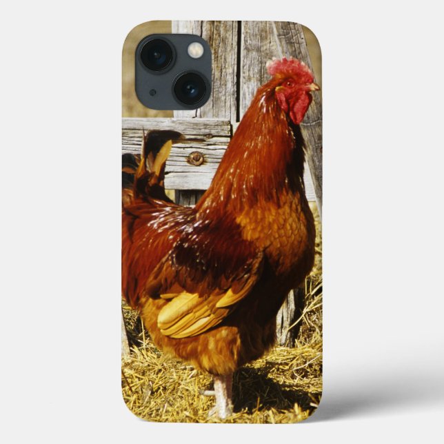 Coques Case-Mate iPhone Coq Rhode Island Red (Verso)