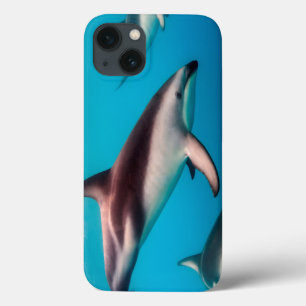 Etui iPhone 13 Cosse des dauphins sombres de Kaikoura