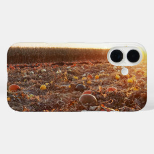 Coque Pour iPhone 16 Coucher de soleil sur le champ de citrouilles C