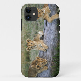 Coques Pour iPhone Cubes de lion sur le journal