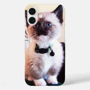 Coques iPhone 16 Plus Cute Blue Oyed Masqué Kitten photo