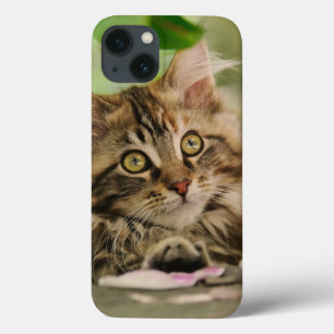 Case-Mate iPhone Case Cute Maine Coon Chat Kitten Portrait photo -