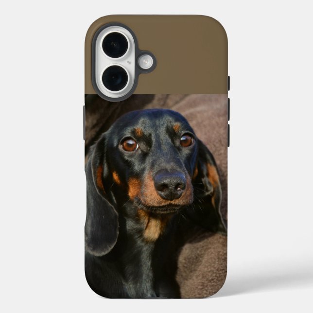 Coques Case-Mate iPhone dachshund noir et tan (Verso)