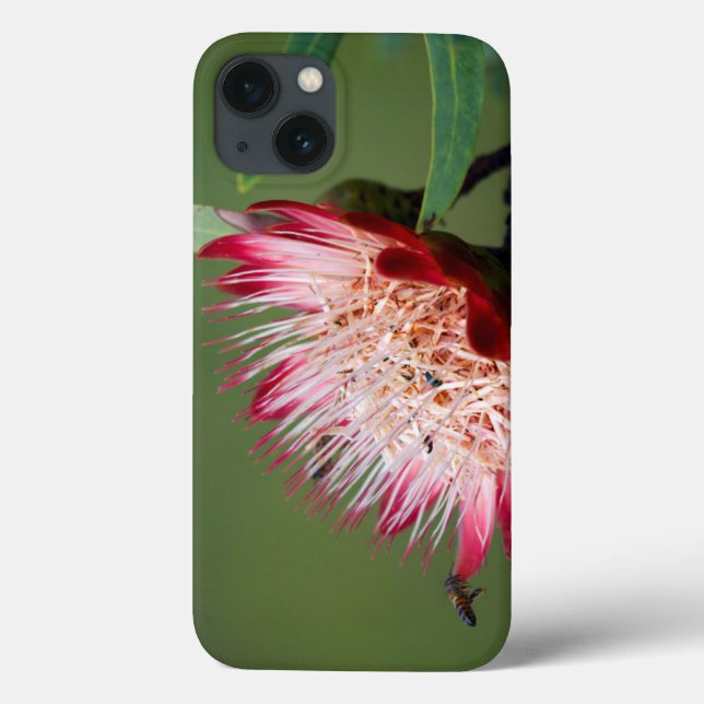 Coques Case-Mate iPhone Drakensberg Sugarbush (Protea Dracomontana) (Verso)