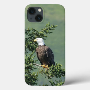 Etui iPhone 13 Eagle chauve