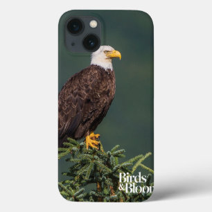 Etui iPhone 13 Eagle chauve majestueux