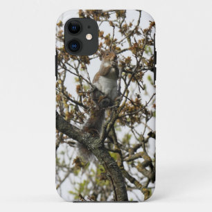 Coque iPhone 11 Écureuil dans un arbre