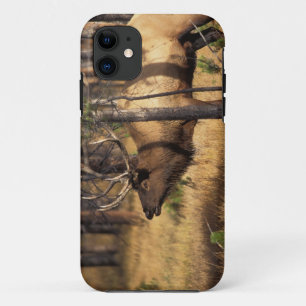 Coque Case-Mate Pour iPhone élan, Cervus elaphus, taureau claironne dans un br