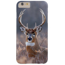 Élégante saison hivernale du cerf blanc Photograph