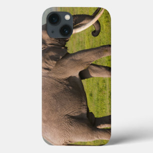 iPhone 13 Case Elephant africain, zone de conservation de Ngorong
