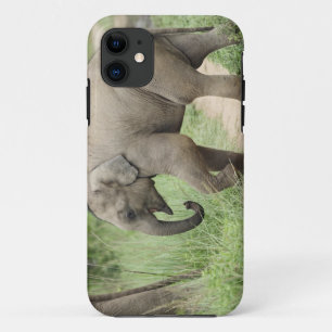 Coque iPhone 11 Éléphant bébé suivant sa mère, Corbett