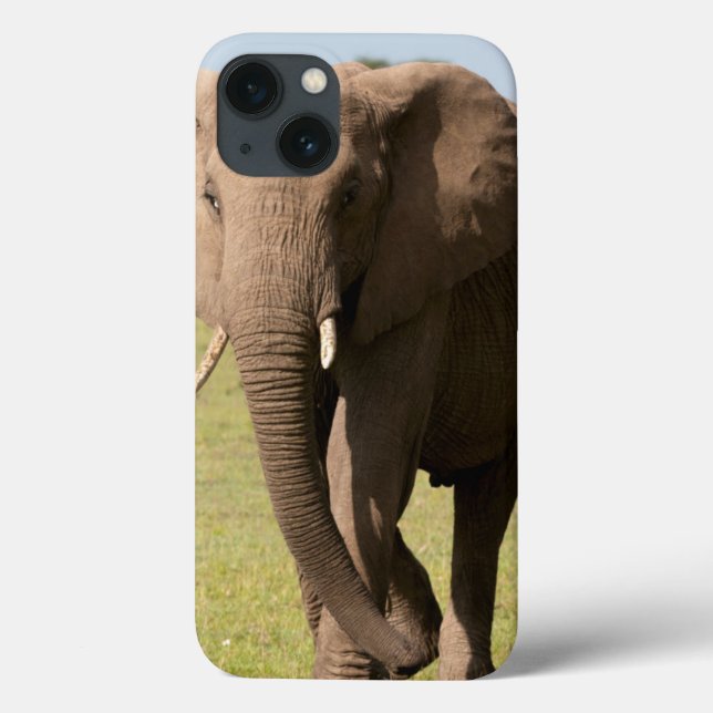 Coques Case-Mate iPhone Éléphant d'Afrique (Loxodonta Africana), Maasai (Verso)