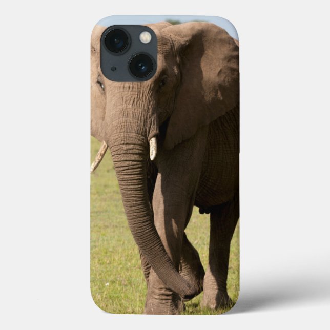 Coques Case-Mate iPhone Éléphant d'Afrique (Loxodonta Africana), Maasai (Verso)