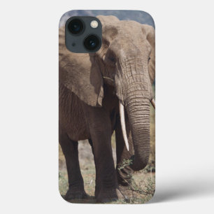 iPhone 13 Case Éléphant de mère marchant avec le veau d'éléphant