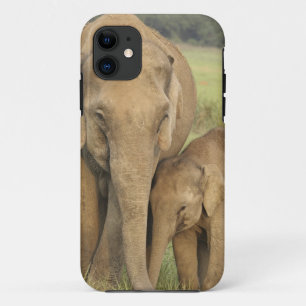 Coque iPhone 11 Éléphant indien / asiatique et jeune, Corbett