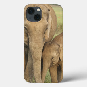 Coque Case-Mate iPhone Éléphant indien / asiatique et jeune, Corbett