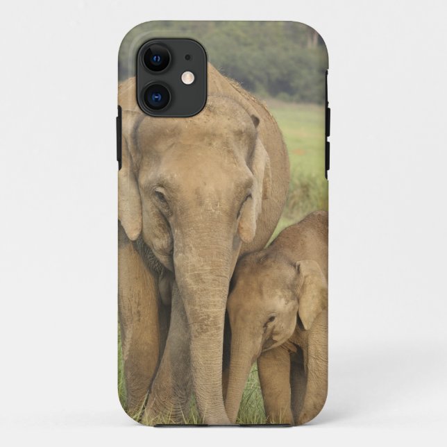 Coques Case-Mate iPhone Éléphant indien / asiatique et jeune, Corbett (Dos)