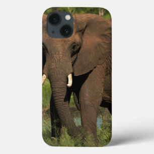 Etui iPhone Case-Mate Éléphant (Loxodonta Africana), Parc national Hwang