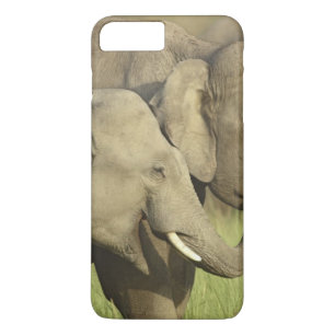 Coque iPhone 8 Plus/7 Plus Éléphants asiatiques indiens