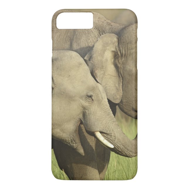 Coques Case-Mate iPhone Éléphants asiatiques indiens (Dos)