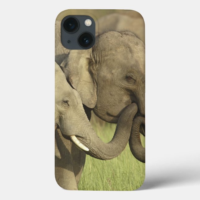 Coques Case-Mate iPhone Éléphants asiatiques indiens (Verso)