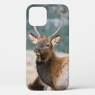 Case-Mate iPhone CASE ELK IN ROCKY MOUNTAIN NATIONAL PARK - ELK HERDS GR