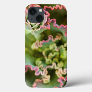 Coques Pour iPhone Emerging bud of an Echeveria Plant