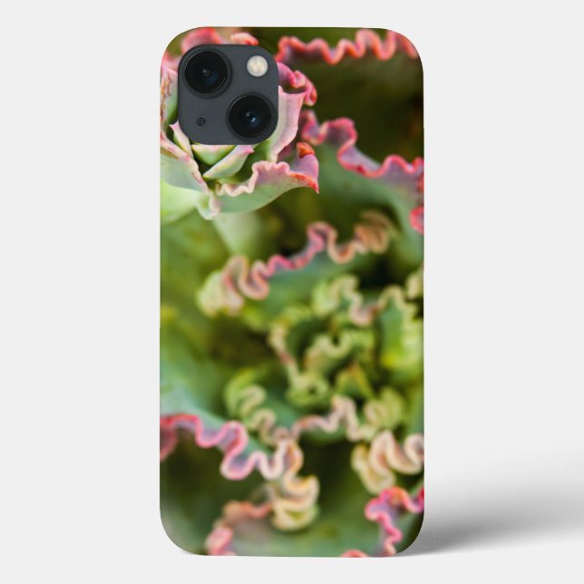 Coques Case-Mate iPhone Emerging bud of an Echeveria Plant (Verso)