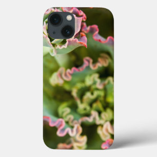 Etui iPhone 13 Emerging bud of an Echeveria Plant